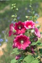 Hollyhocks blooming in garden