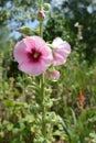 Hollyhocks blooming in Perennial Garden