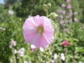 Hollyhocks blooming in Perennial Garden