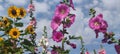 Hollyhocks blooming in Teipei City, Taiwan