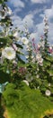 Hollyhocks blooming in Teipei City, Taiwan