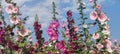 Hollyhocks blooming in Teipei City, Taiwan