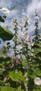 Hollyhocks blooming in Teipei City, Taiwan