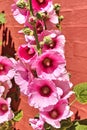 Hollyhocks blossoming in front of a red cottage house in Svaneke, Bornholm island, Denmark. Royalty Free Stock Photo