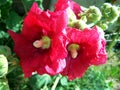 Hollyhocks Royalty Free Stock Photo