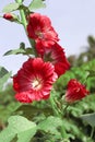 Hollyhocks