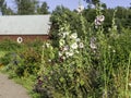 Colorful group of hollyhocks Royalty Free Stock Photo