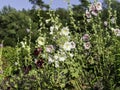 Colorful group of hollyhocks Royalty Free Stock Photo