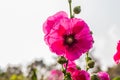 Hollyhocks flower and buds