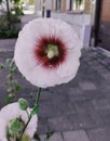 Hollyhocks flower and shoots on vegetation. Street plant growing near the road. Royalty Free Stock Photo