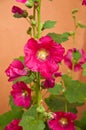 Hollyhock flowers