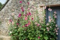 Hollyhocks in Front of traditional stone Wall