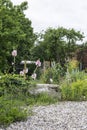 Hollyhocks grow over a concrete wall overgrown with ivy and steel reinforcement. a wild garden on an abandoned industrial site in Royalty Free Stock Photo