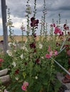 Hollyhocks in late summer blooms of red pinks and white Royalty Free Stock Photo