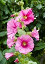 Hollyhocks in mixed colors Alcea rosea old.Beautiful red, magenta stockroses or mallows in sunlight.mallow flowers Royalty Free Stock Photo