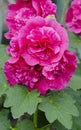 Hollyhocks in  mixed colors Alcea rosea old.Beautiful red, magenta stockroses or mallows in sunlight.mallow flowers Royalty Free Stock Photo