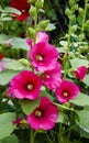 Hollyhocks in mixed colors Alcea rosea old.Beautiful red, magenta stockroses or mallows in sunlight.mallow flowers Royalty Free Stock Photo