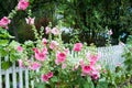 Hollyhocks