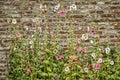 Hollyhocks against a brick wall