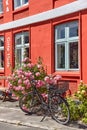 Hollyhocks and roses blossoming in front of the traditional houses in Svaneke.