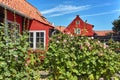 Hollyhocks and roses growing in front of the traditional red cottage house in Svaneke. Royalty Free Stock Photo