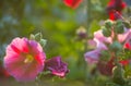 Hollyhocks In Sunshine Soft Floral Background