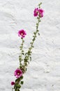 Hollyhocks on white background Royalty Free Stock Photo