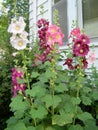 Hollyhocks by the Window