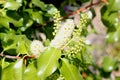 Hollyleaf cherry, Eevergreen cherry, Prunus ilicifolia