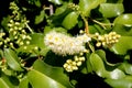 Hollyleaf cherry, Eevergreen cherry, Prunus ilicifolia