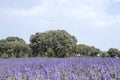 Holm grove in the lavender fields Royalty Free Stock Photo