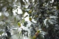 Holm oak acorns Quercus ilex Shallow Depth of Field close up horizontal photography