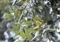 Holm oak acorns Quercus ilex Shallow Depth of Field close up horizontal photography