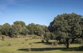 Holm oak forest, Quercus ilex subsp. rotundifolia