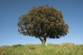Holm oak , Quercus ilex