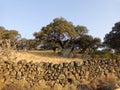 Holm oak growing from the crack of a rock