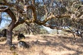 Holm oak growing from the crack of a rock