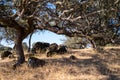 Holm oak growing from the crack of a rock