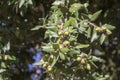 Holm Oak Quercus ilex