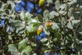 Holm Oak, Quercus ilex subsp. rotundifolia