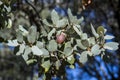 Holm Oak, Quercus ilex subsp. rotundifolia