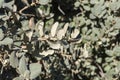 Holm Oak, Quercus ilex subsp. rotundifolia