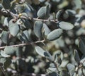 Holm oak, Quercus rotundifolia