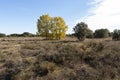 Among Holm Oaks Autumn