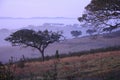 Holm oaks in early morning fog