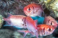 Holocentridae,squirrelfish