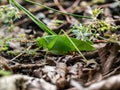 Holochlora japonica broadwinged katydid on forest floor