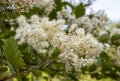 Close up HOLODISCUS discolor blossom Royalty Free Stock Photo