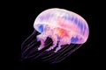 holographic jellyfish isolated Royalty Free Stock Photo