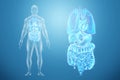 Holographic projection of scanning of human internal organs. The concept of modern medicine, digital x-ray, new technologies, Royalty Free Stock Photo